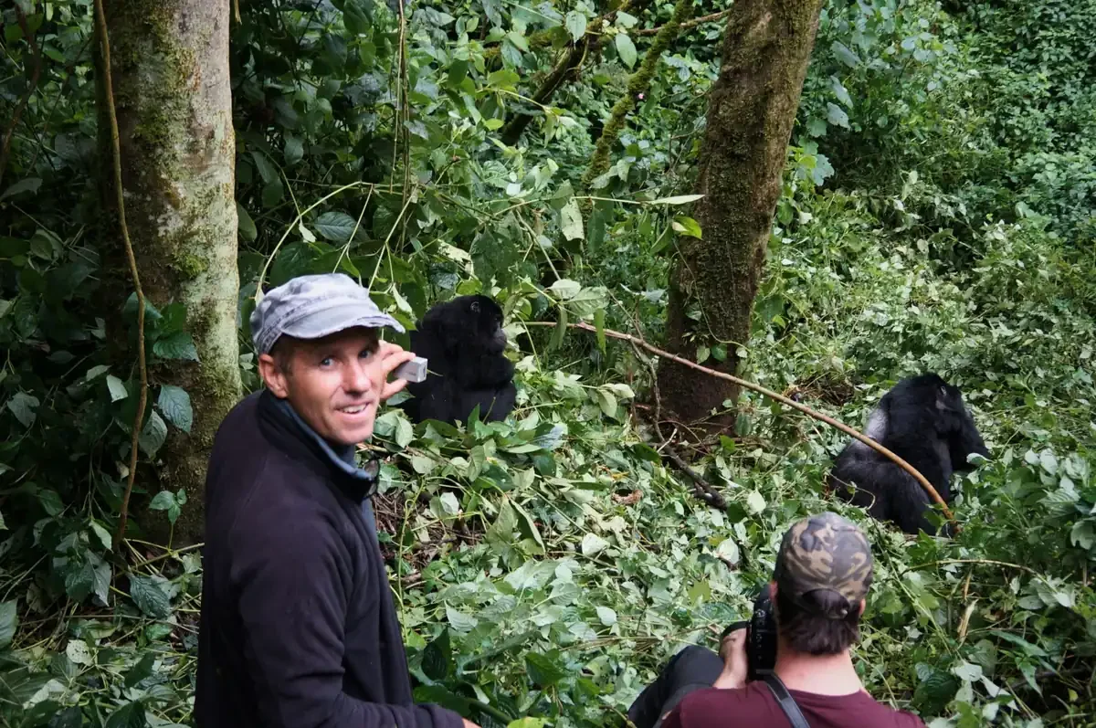 Close encounter with mountain gorillas in Uganda rainforest