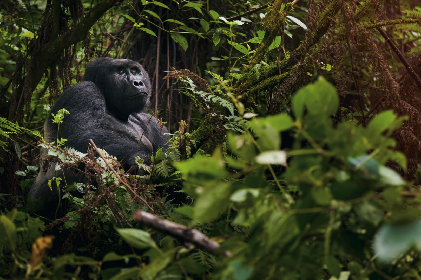 Cost of Gorilla Trekking from Australia