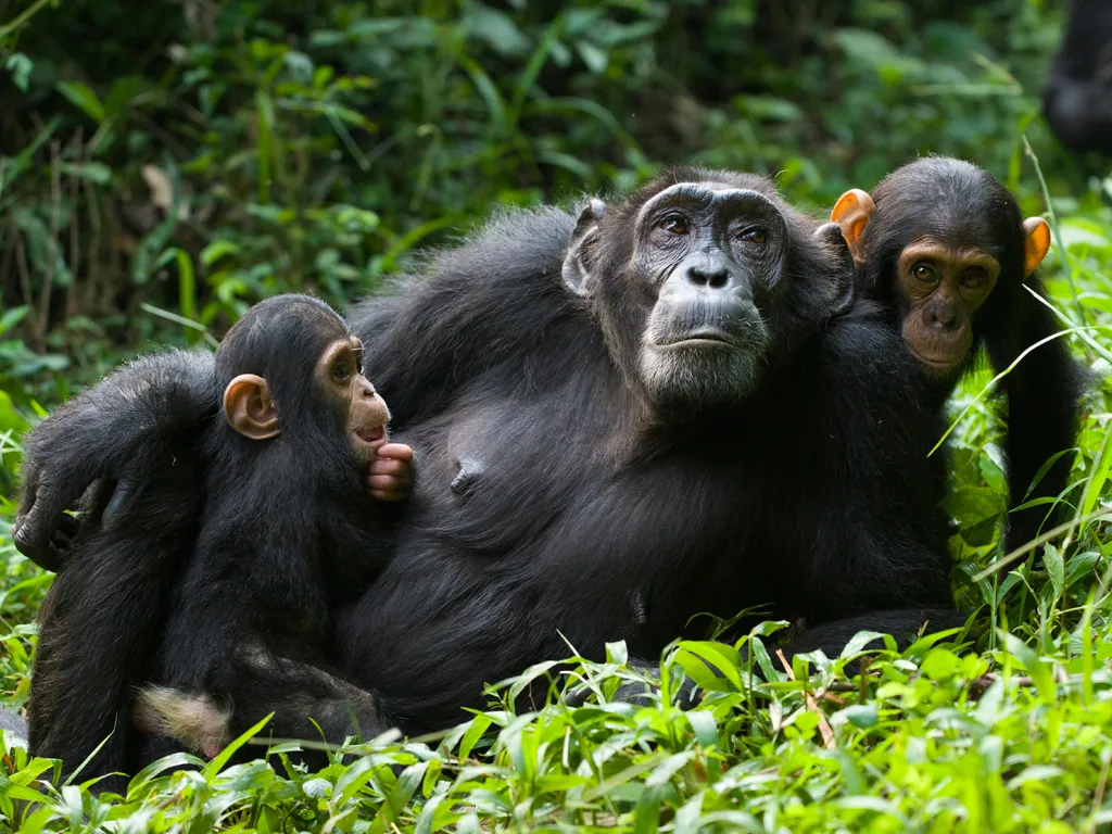 Best Time for Chimpanzee Trekking and Cultural Experience in Kibale
