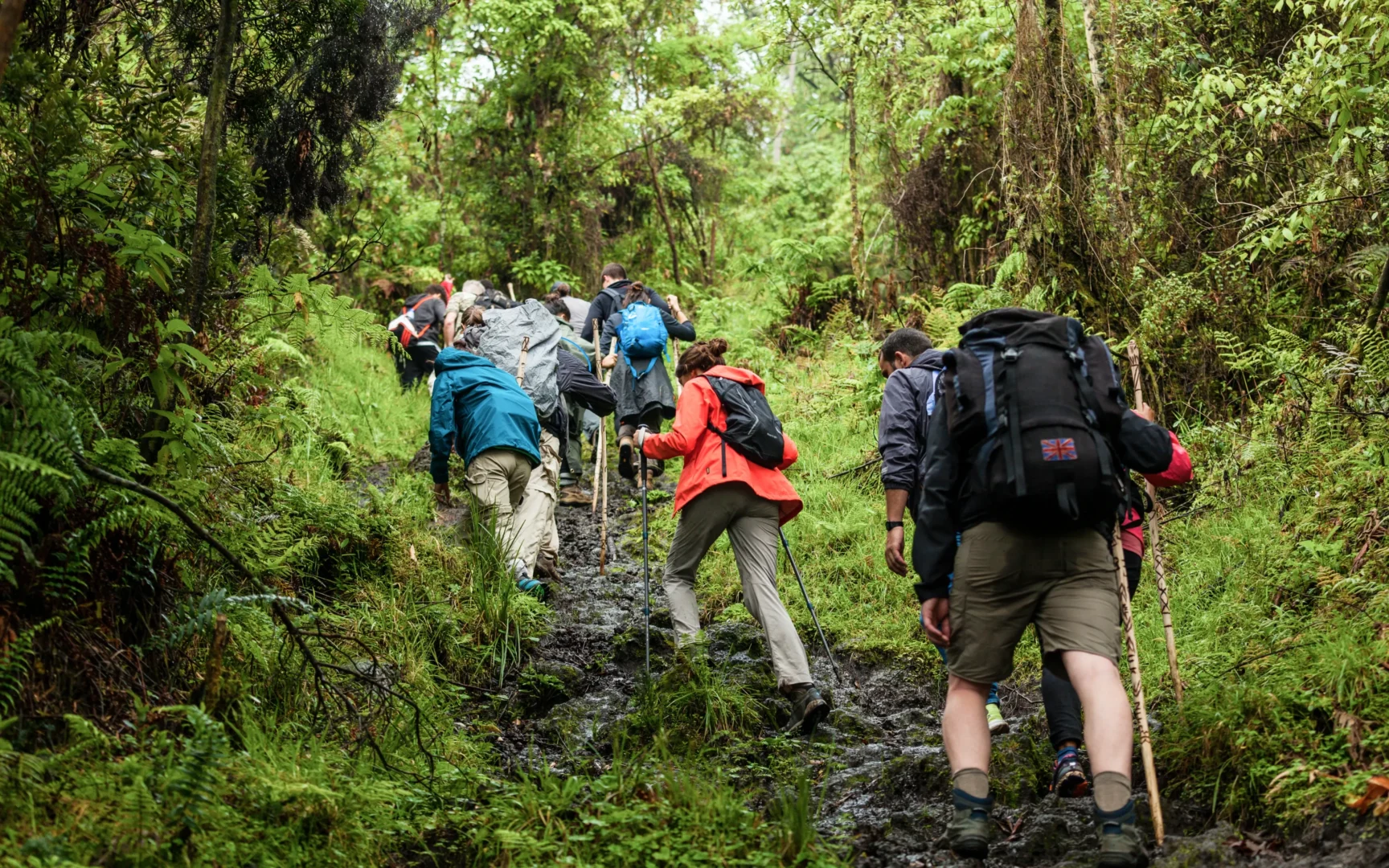 I Trekked To See Mountain Gorillas in Rwanda