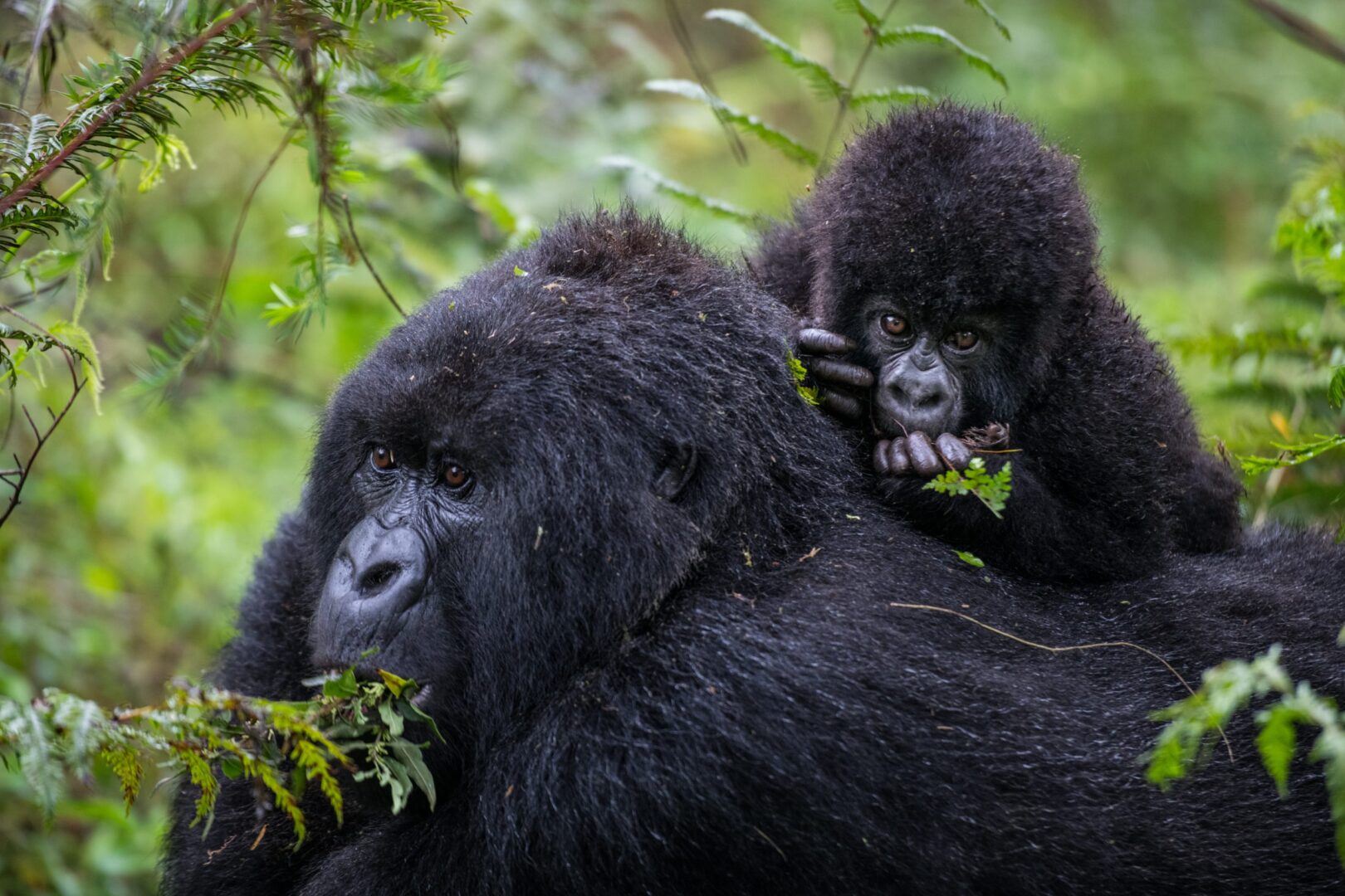 International Gorilla Conservation Programme and Nextgen Safaris
