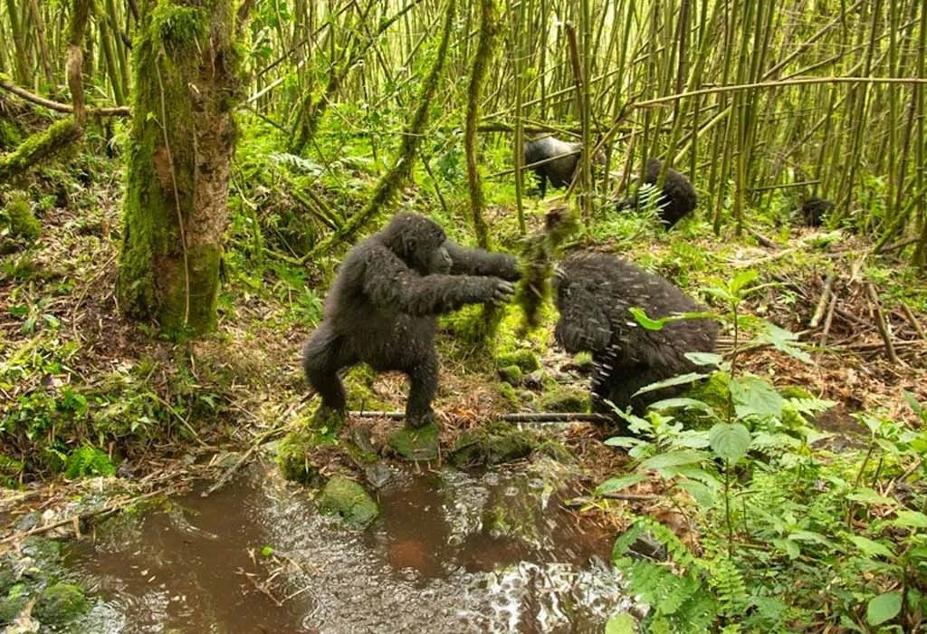 Cheapest Ways to Do Rwanda Gorilla Trekking