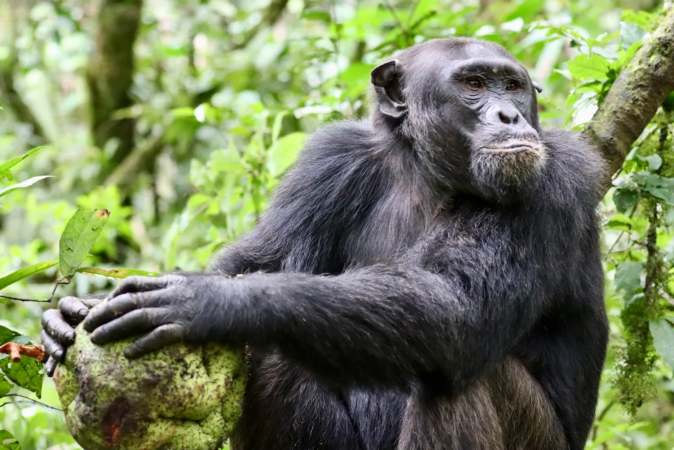 Chimpanzee Trekking Kibale National Park Uganda