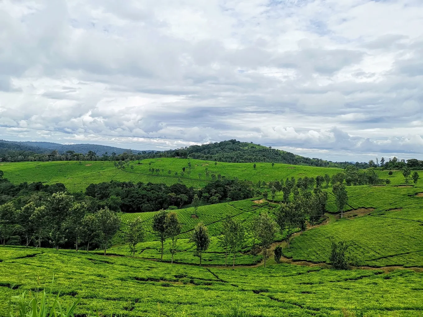 Kibale National Park Landscape Uganda