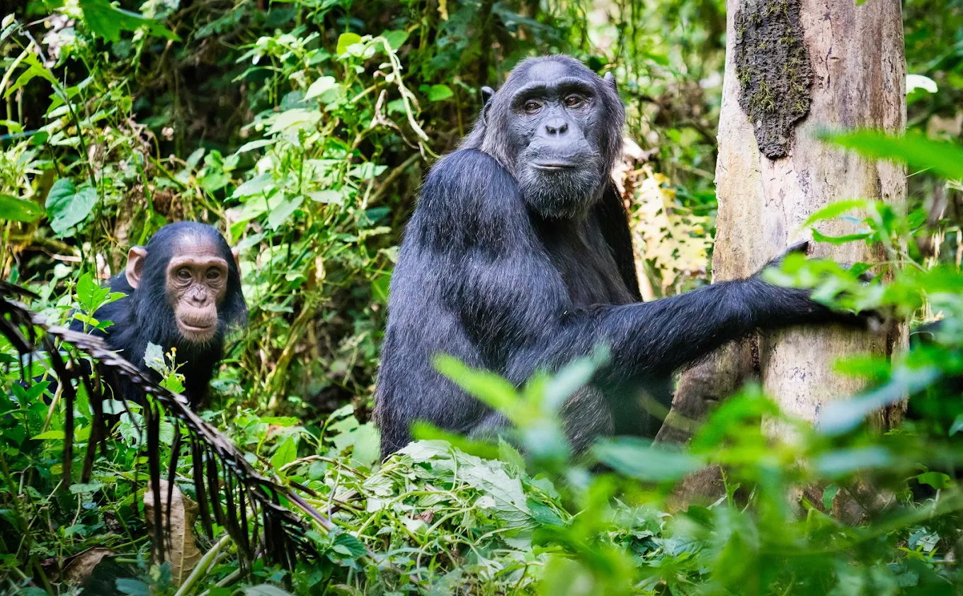 Plan Your 3 Days Budget Chimpanzee Trekking Safari