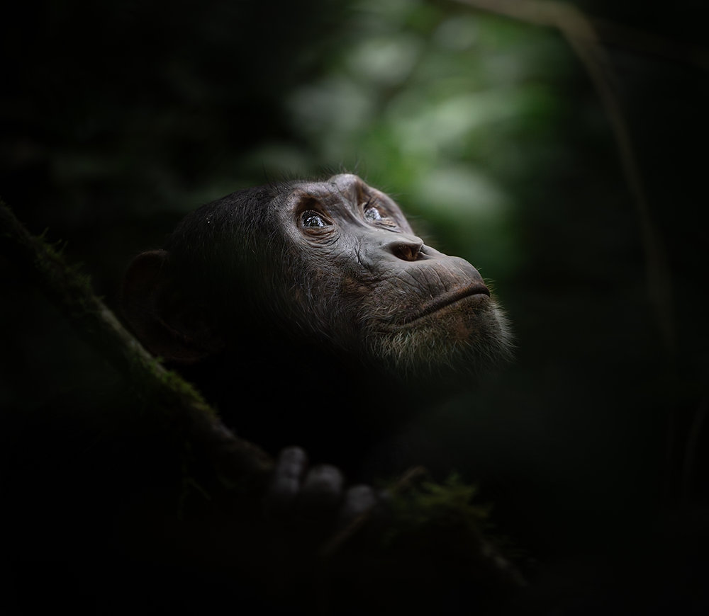 Chimpanzee Photography Kibale Uganda
