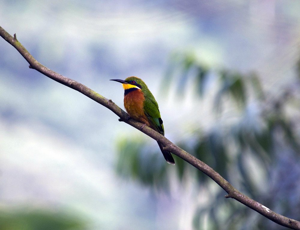 Birding in Bwindi Impenetrable Forest
