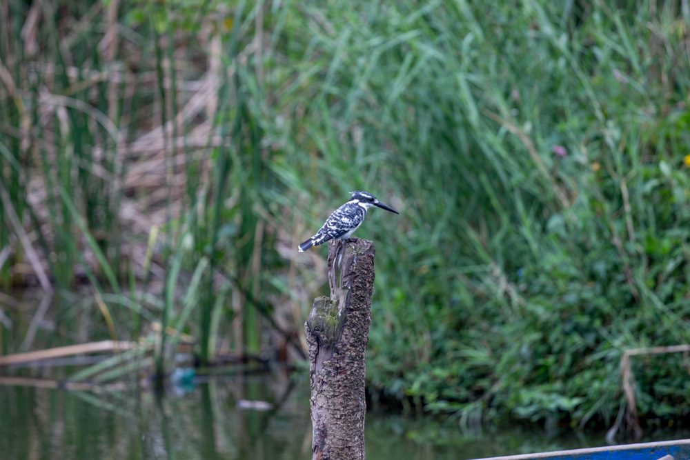 Birdwatching around Lake Mulehe