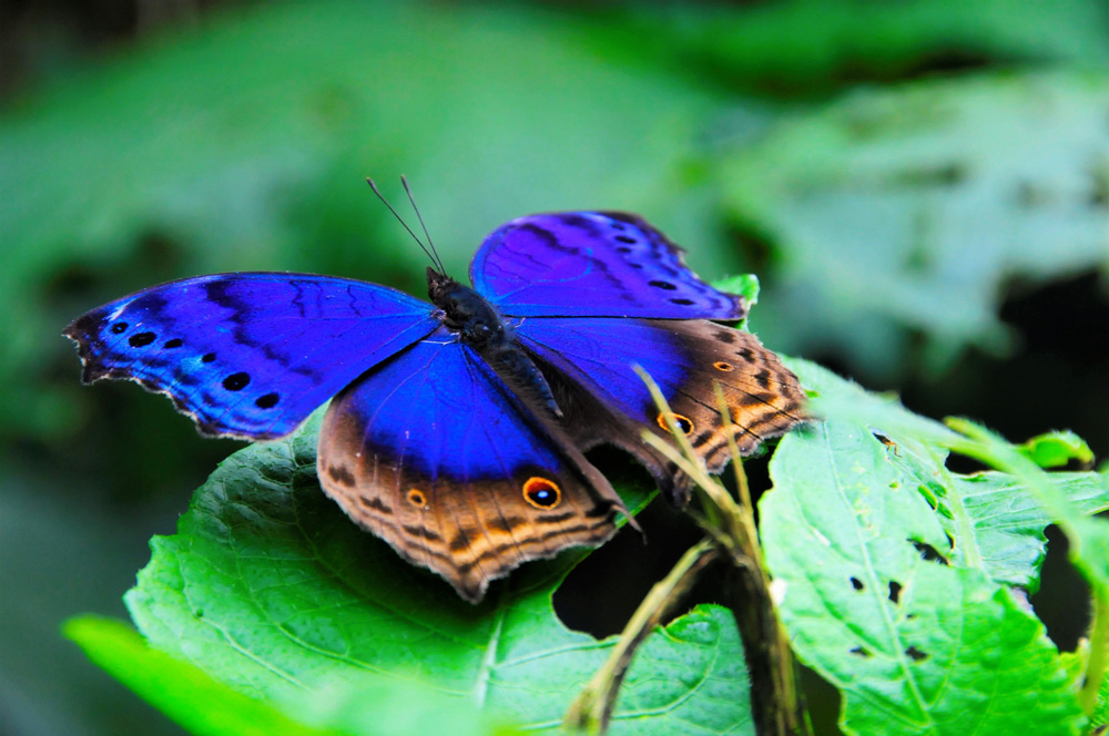 Butterflies around Lake Mulehe