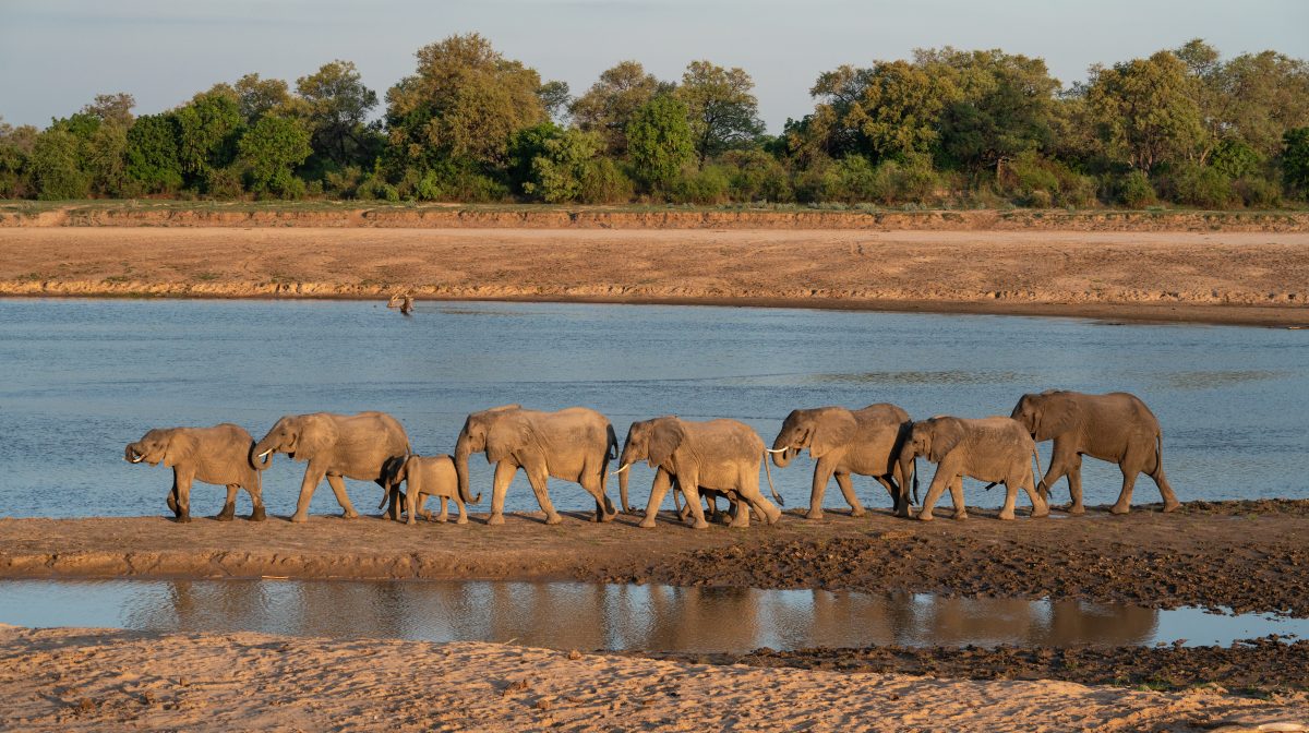 Best Time to Visit North Luangwa by Month