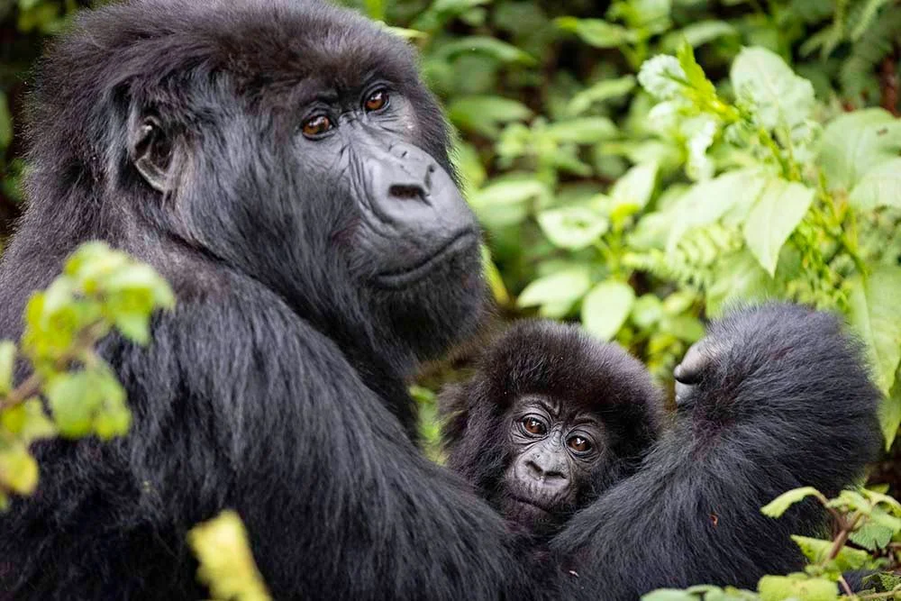 Why Gorilla Trekking in Rwanda Often Feels Easier
