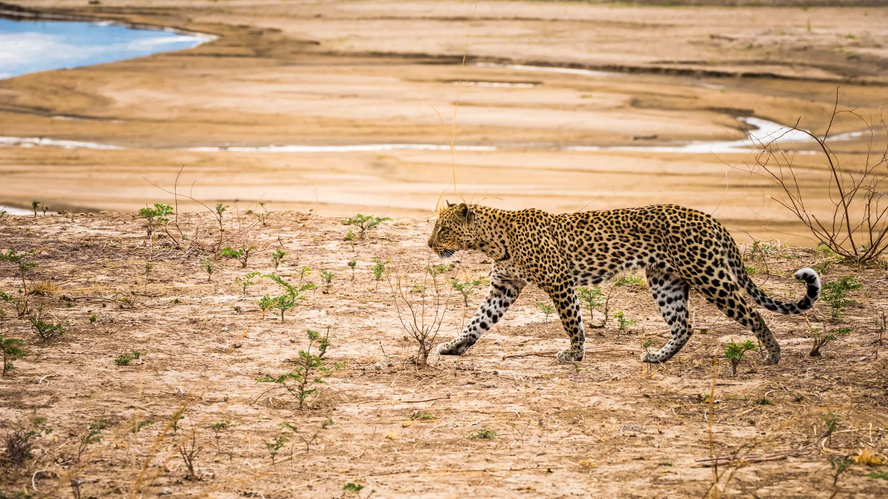 North Luangwa National Park Safari Experience