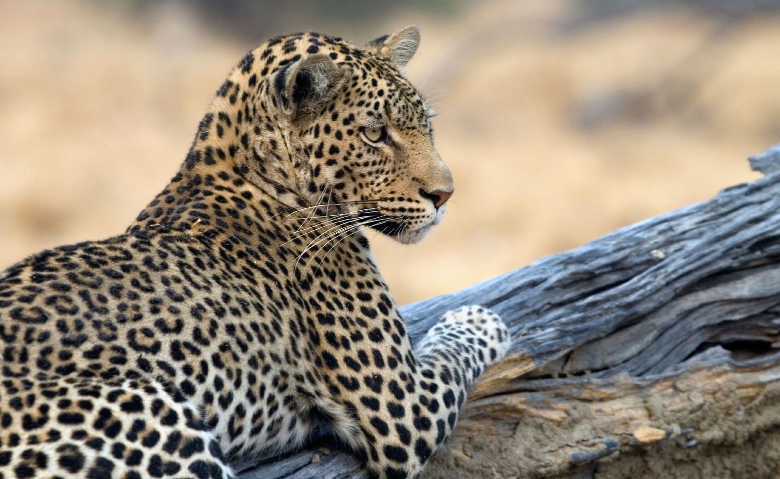 Frequently Asked Questions About North Luangwa National Park