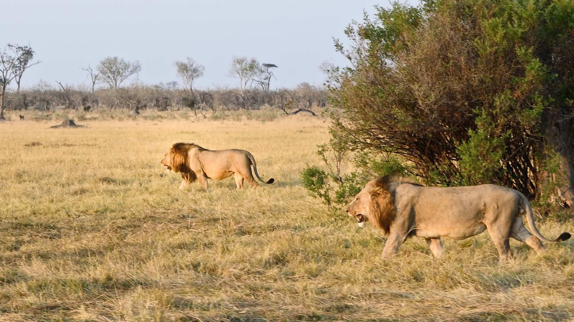 Why North Luangwa National Park Is One of Africa’s Last True Wilderness Parks