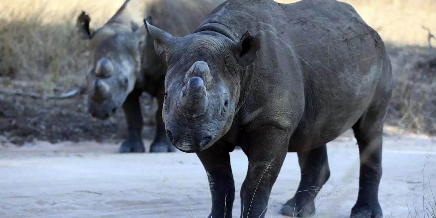 Travel Tips for Visiting North Luangwa National Park