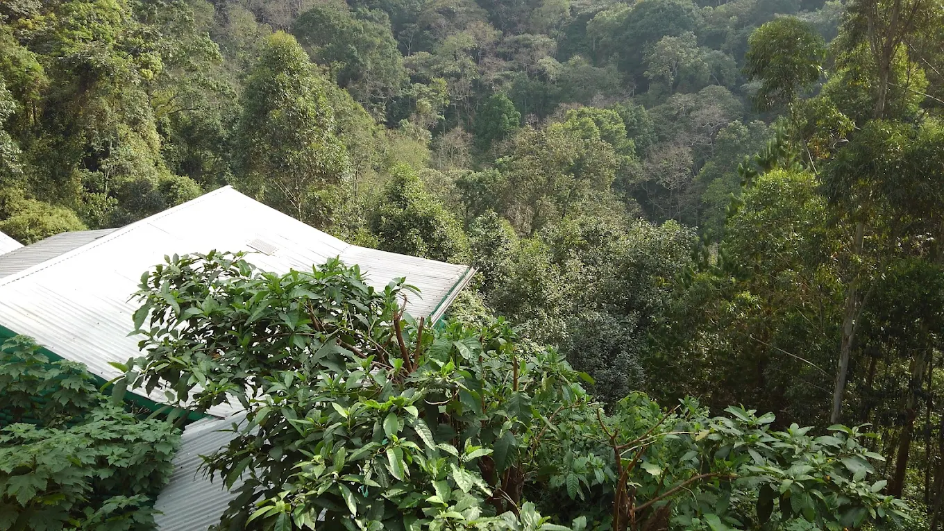 Ruhija Community Rest Camp Aerial View