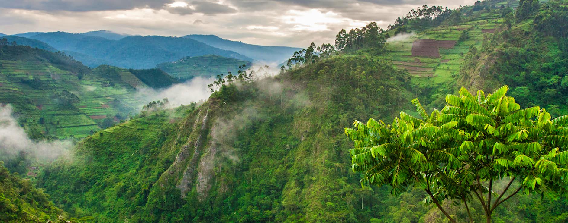 Where Gorilla Trekking from Australia Takes Place