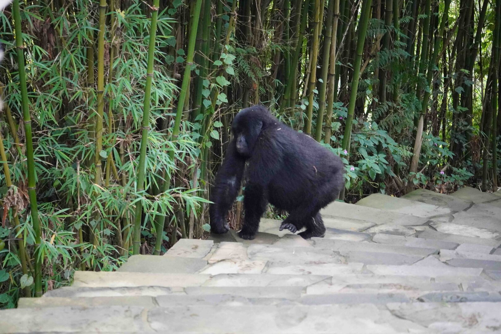 Rwanda mountain gorillas experience at Sabyinyo with Nextgen