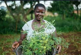 Nextgen Safaris Website Screenshot