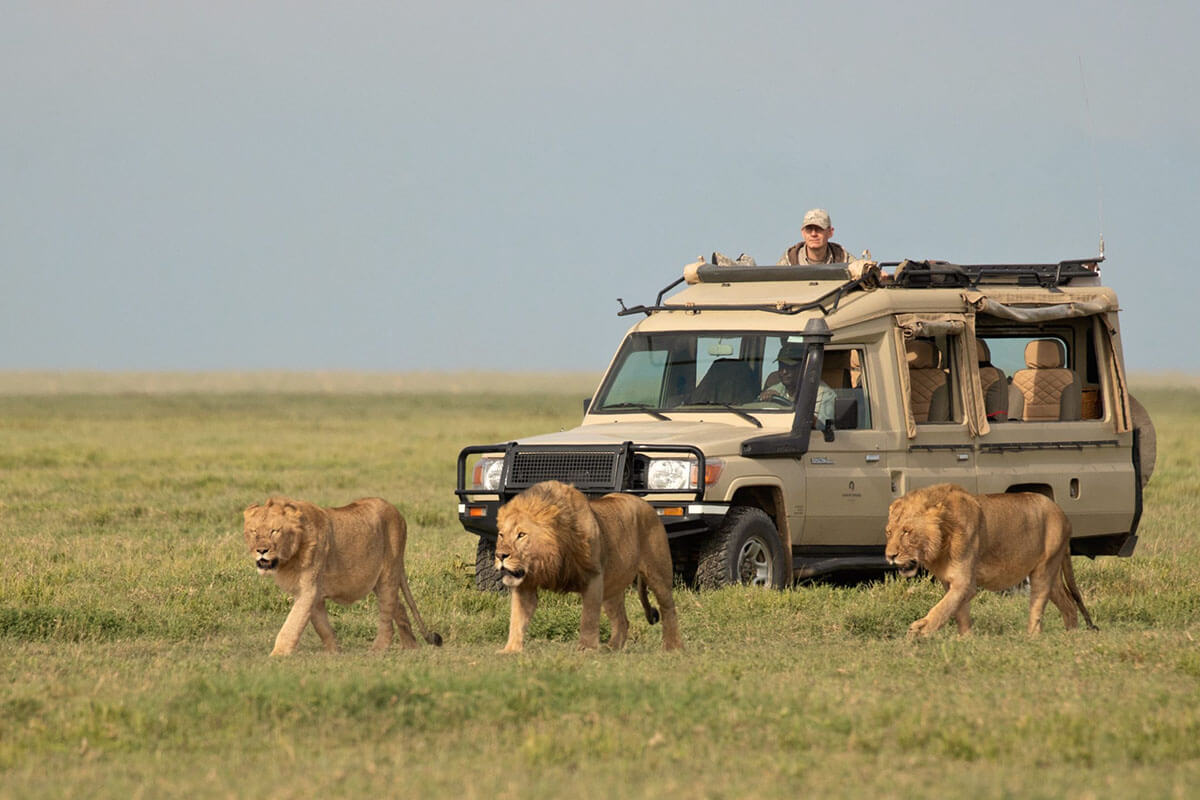 Serengeti National Park Safari Experience