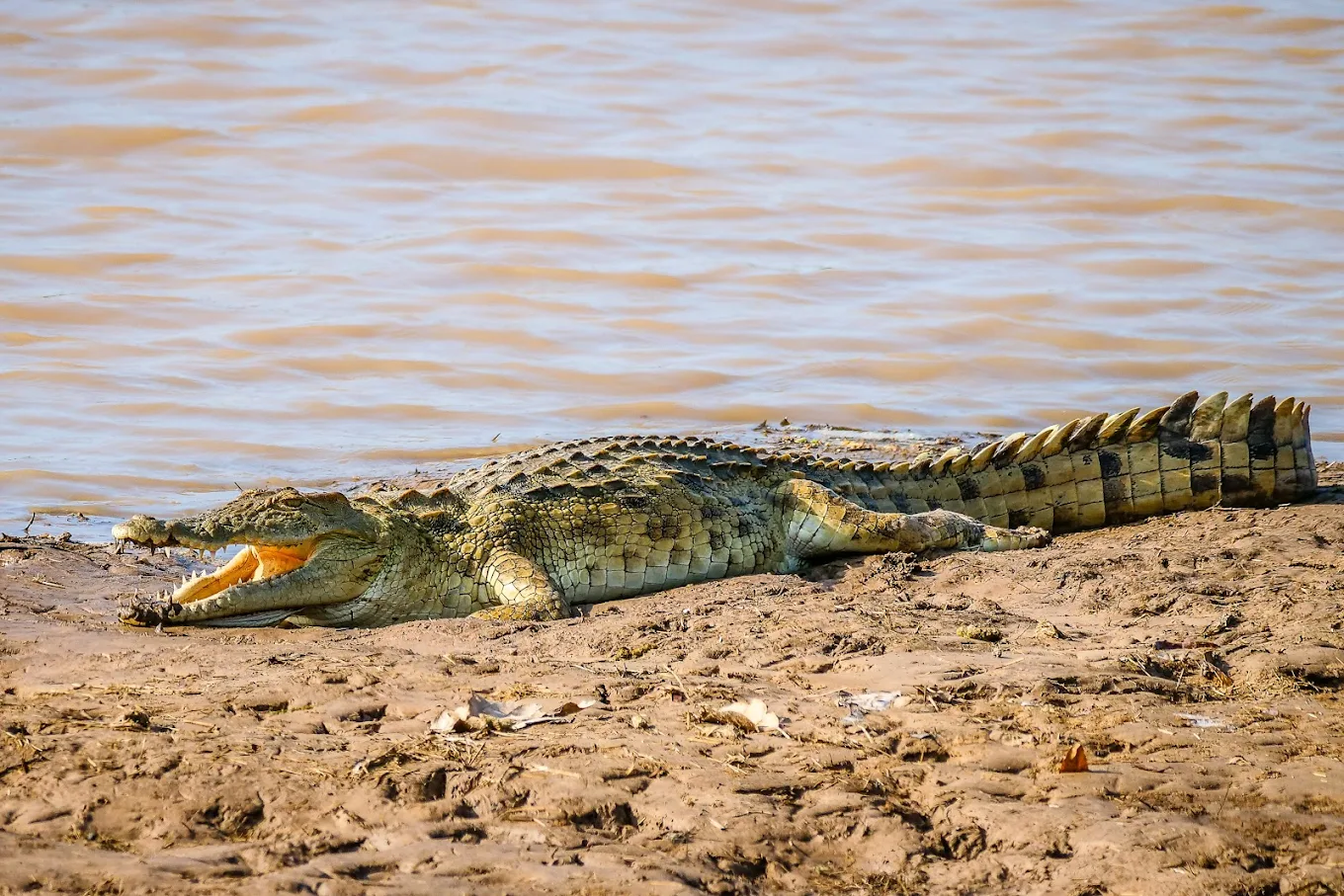 Crocodile in South Luangwa National Park Zambia