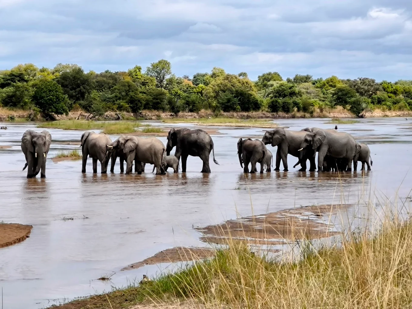 Wildlife Along the Luangwa River