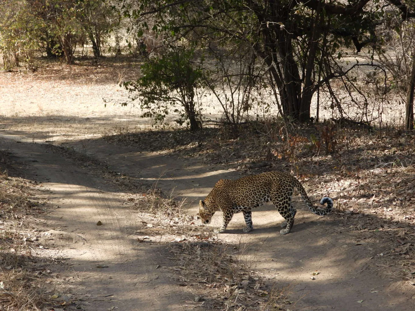 How to Get to South Luangwa National Park