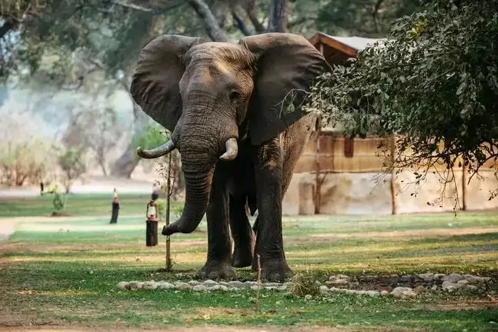 Elephants in South Luangwa National Park Zambia