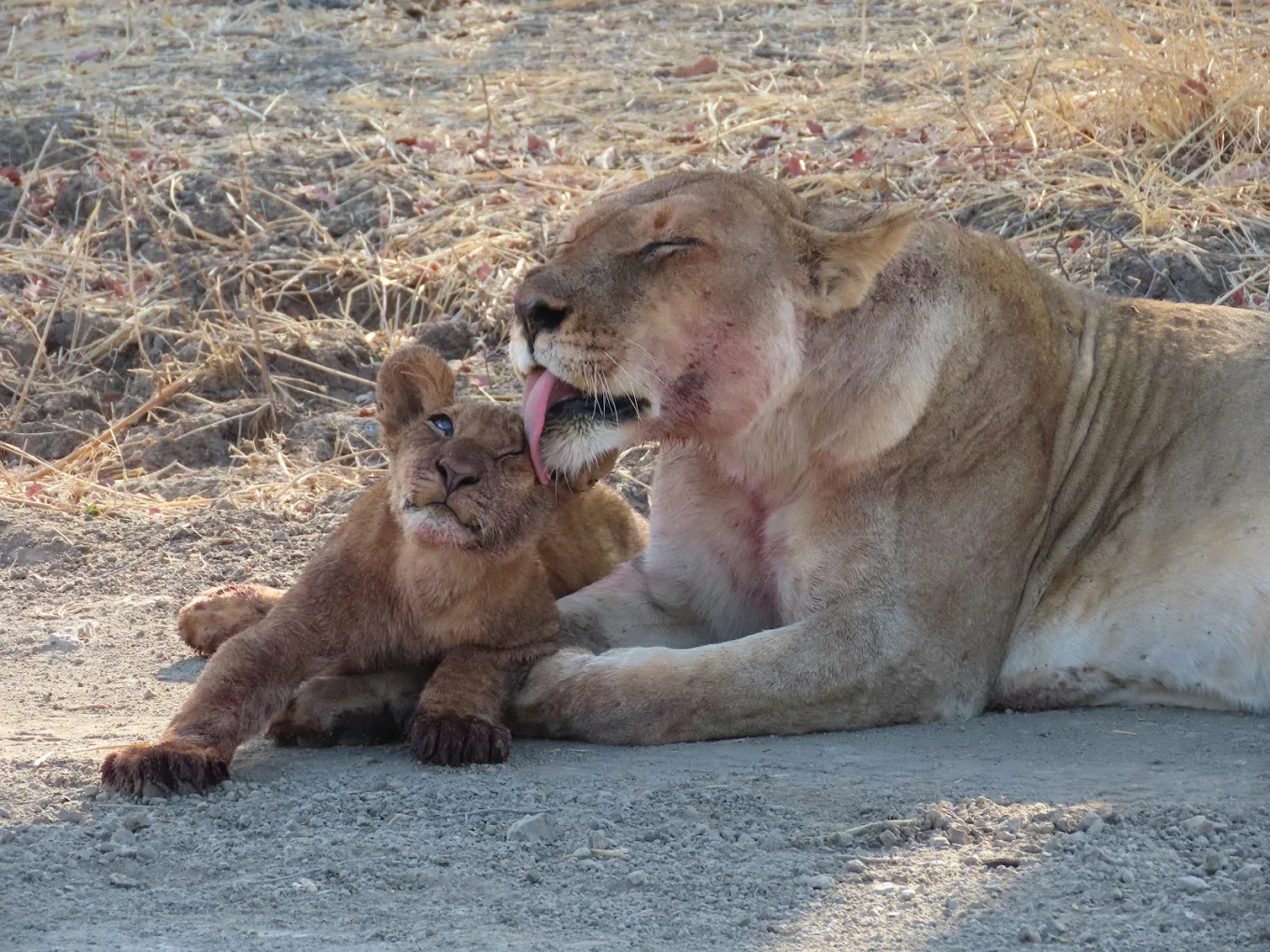 Wildlife in South Luangwa National Park