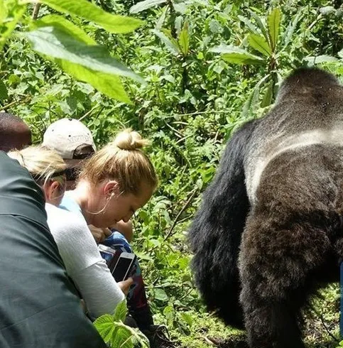 Volcanoes National Park gorilla trekking Rwanda guided safari experience