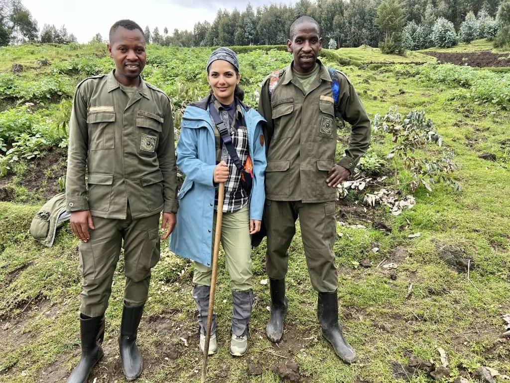 The rainy season, which typically spans from March to May and again from October to November, brings a different dimension to Rwanda Gorilla Trekking Weather. This is when rainfall becomes more frequent, and the forest reaches its most vibrant state.
