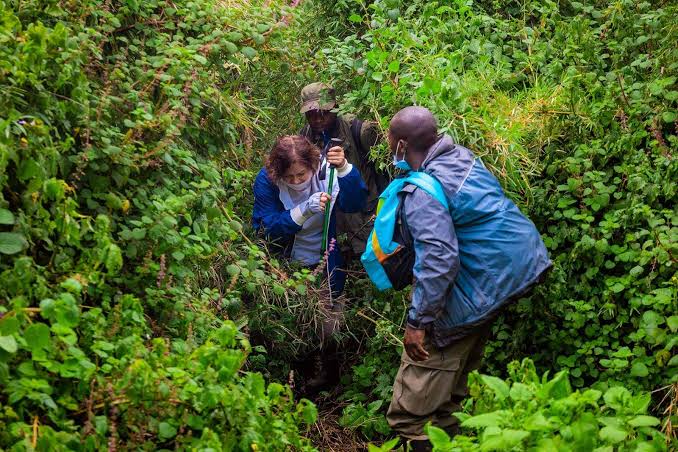 Gorilla Trekking Rwanda Forest Experience