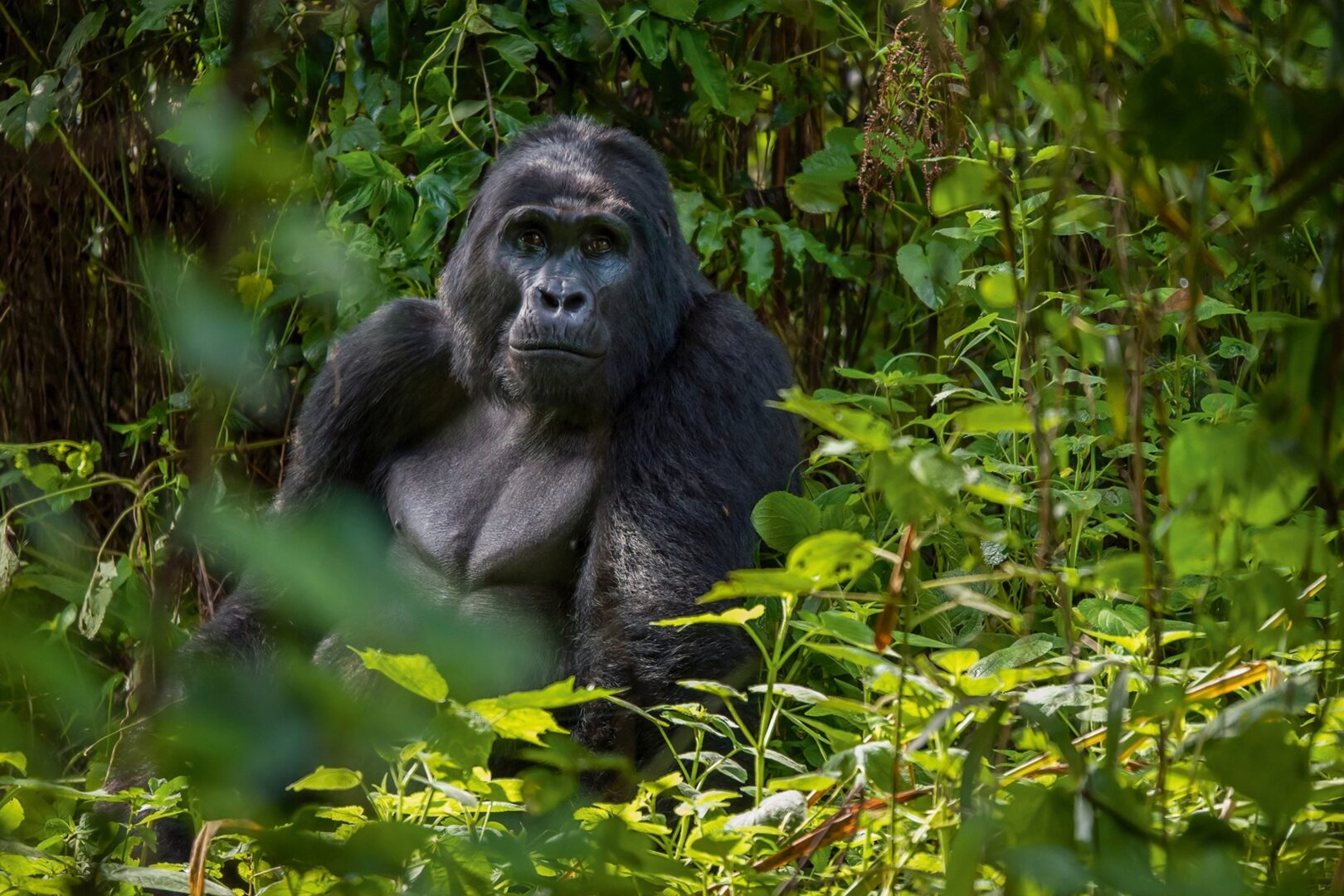 Expert Tips for Choosing the Best Gorilla Trekking Routes in Volcanoes
