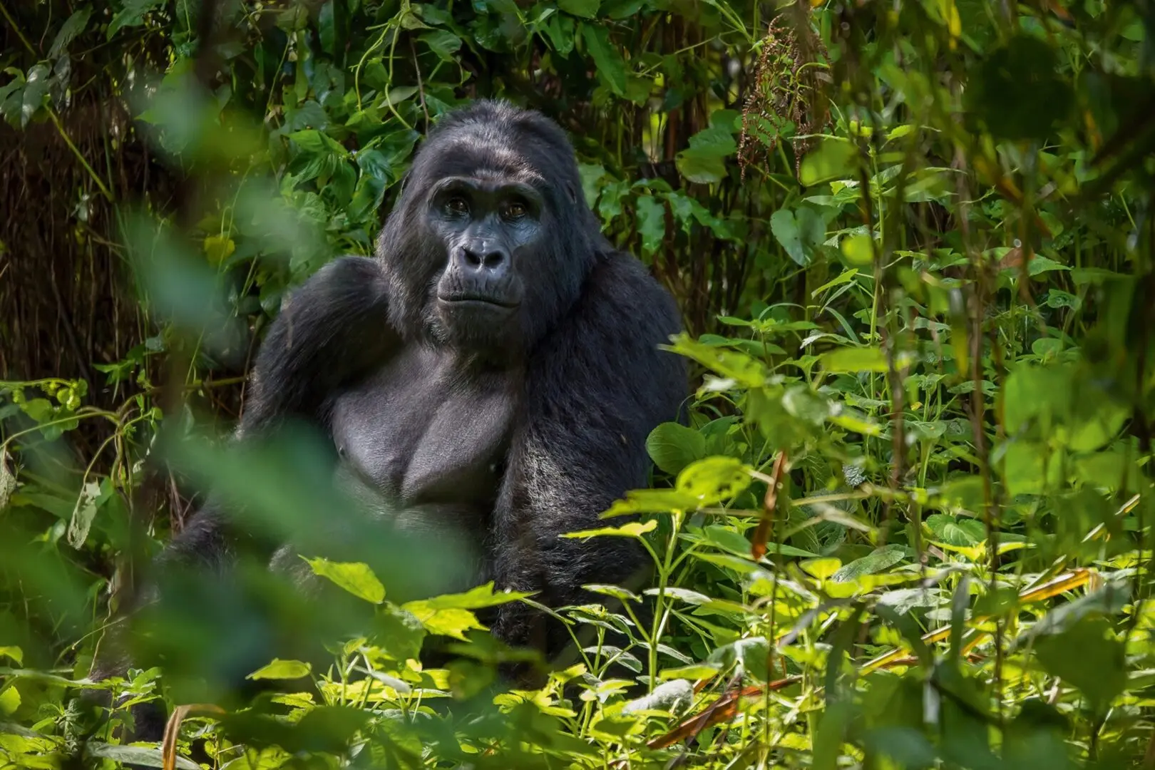5 Days Last-Minute Rwanda Primates Safari