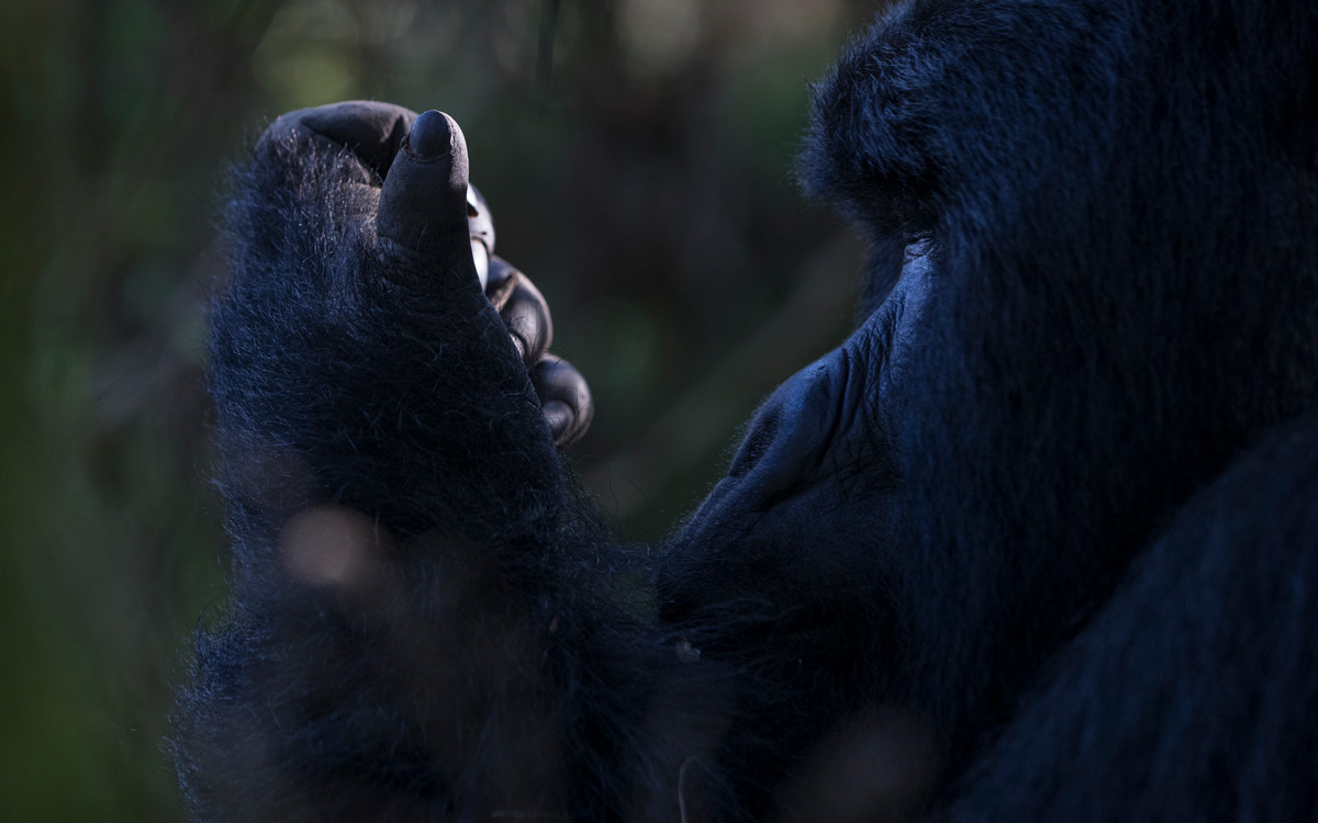 Veterinary team from Gorilla Doctors in Bwindi
