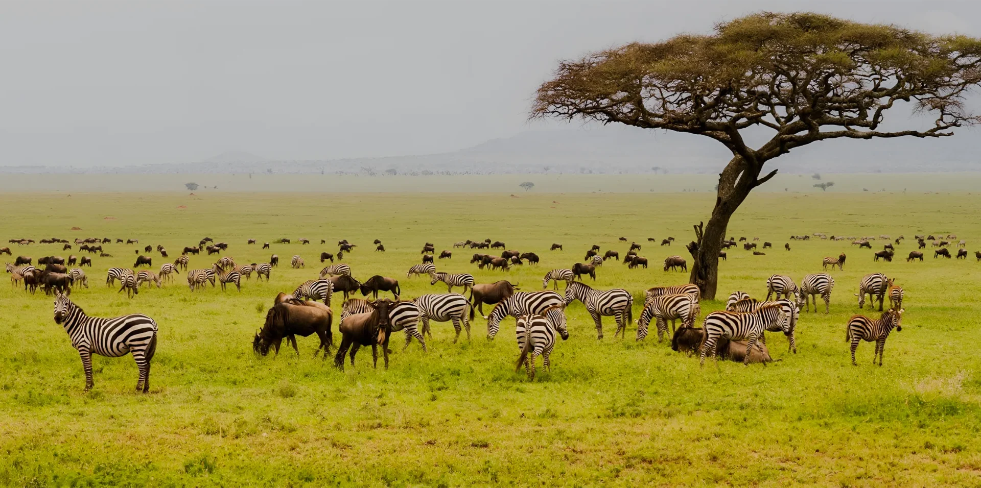 Sample 10–14 Days Honeymoon Safari in Uganda and Tanzania
