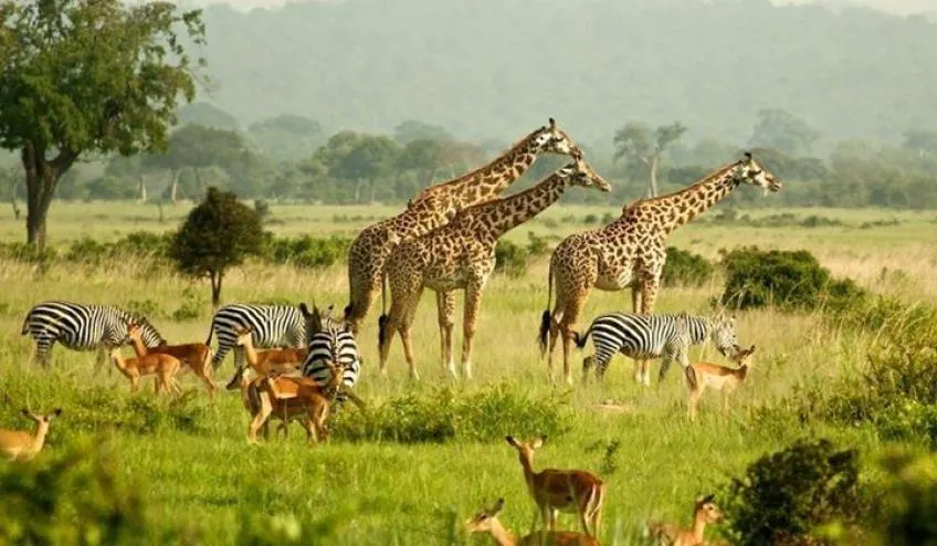 Swedish Speaking Guides on Uganda and Rwanda Safari guiding wildlife experiences in Murchison Falls National Park
