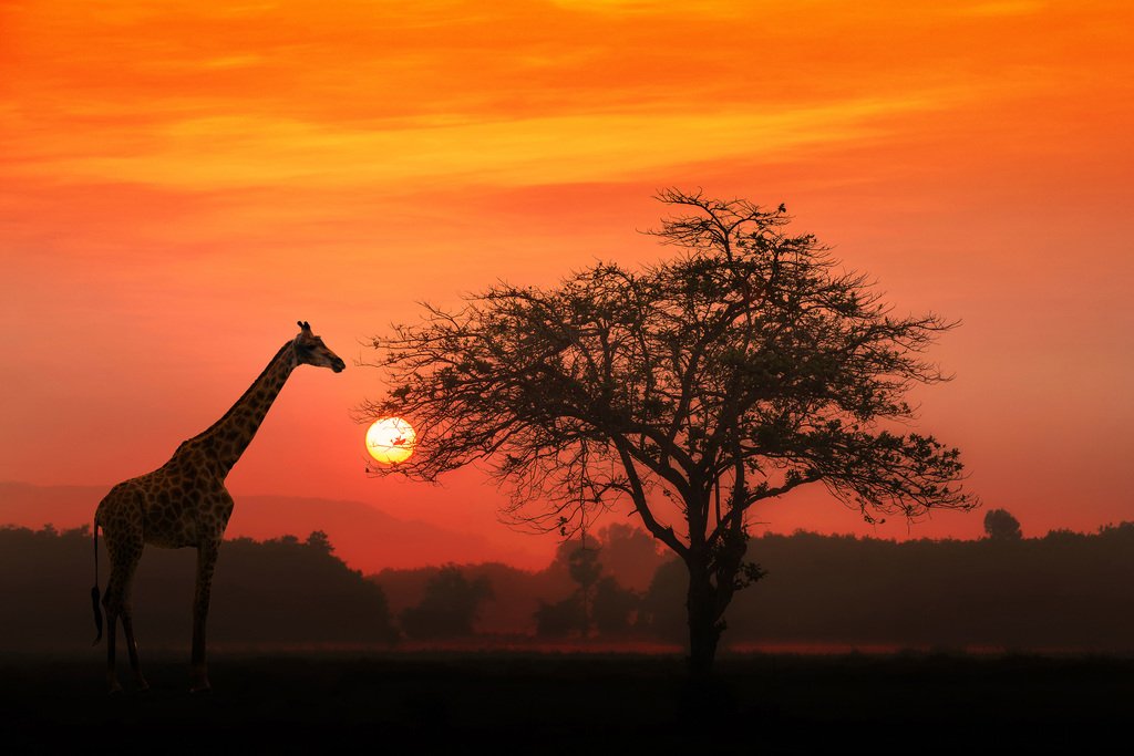 Best Time for a Honeymoon Safari in Uganda and Tanzania