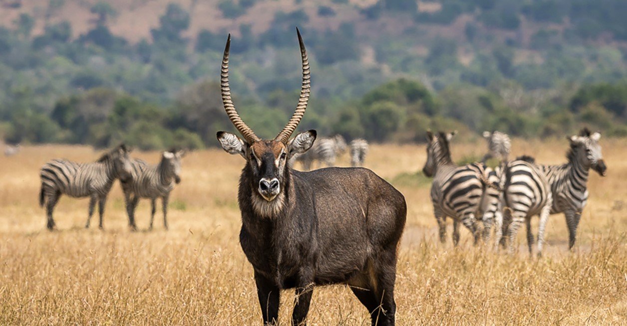 Dutch Speaking Guides on Uganda and Rwanda Safari