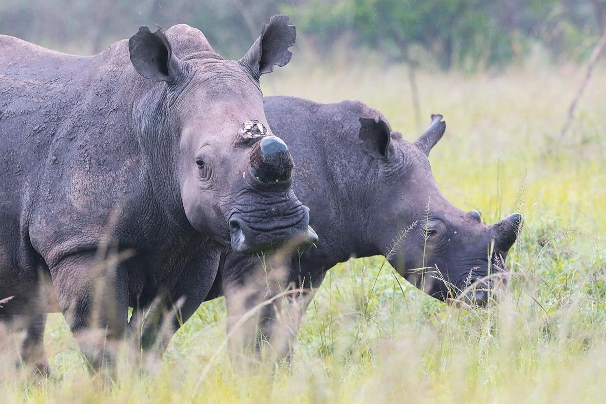 Akagera National Park Rhinos