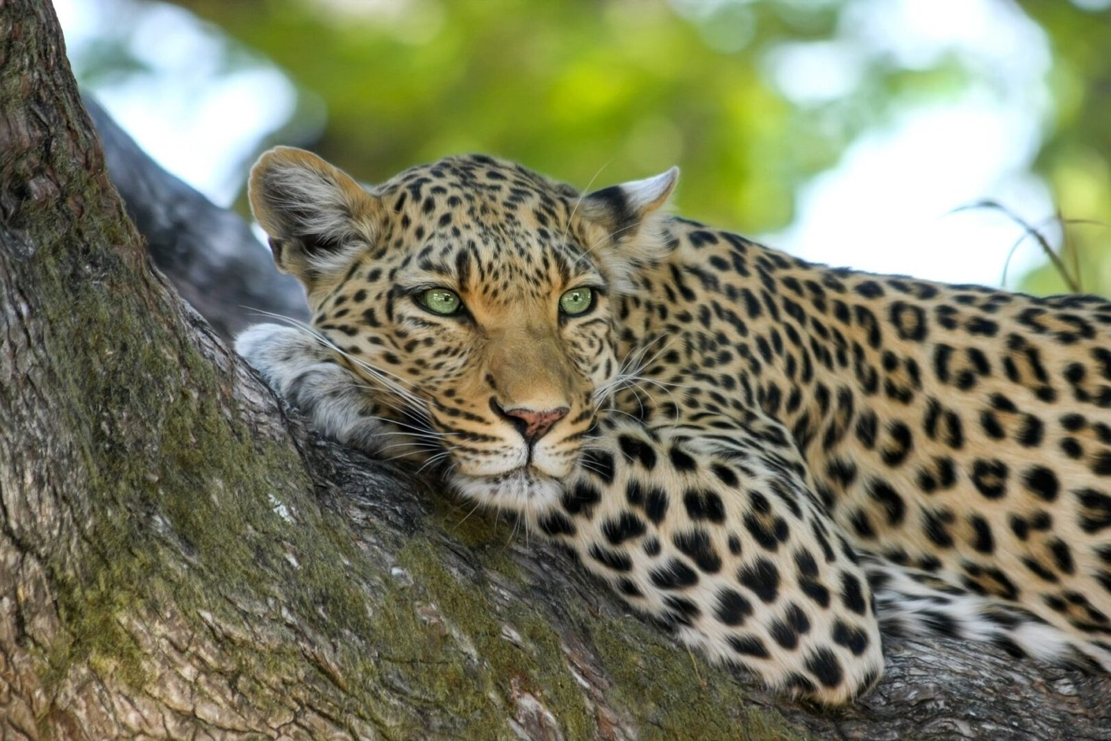 Akagera National Park Leopards