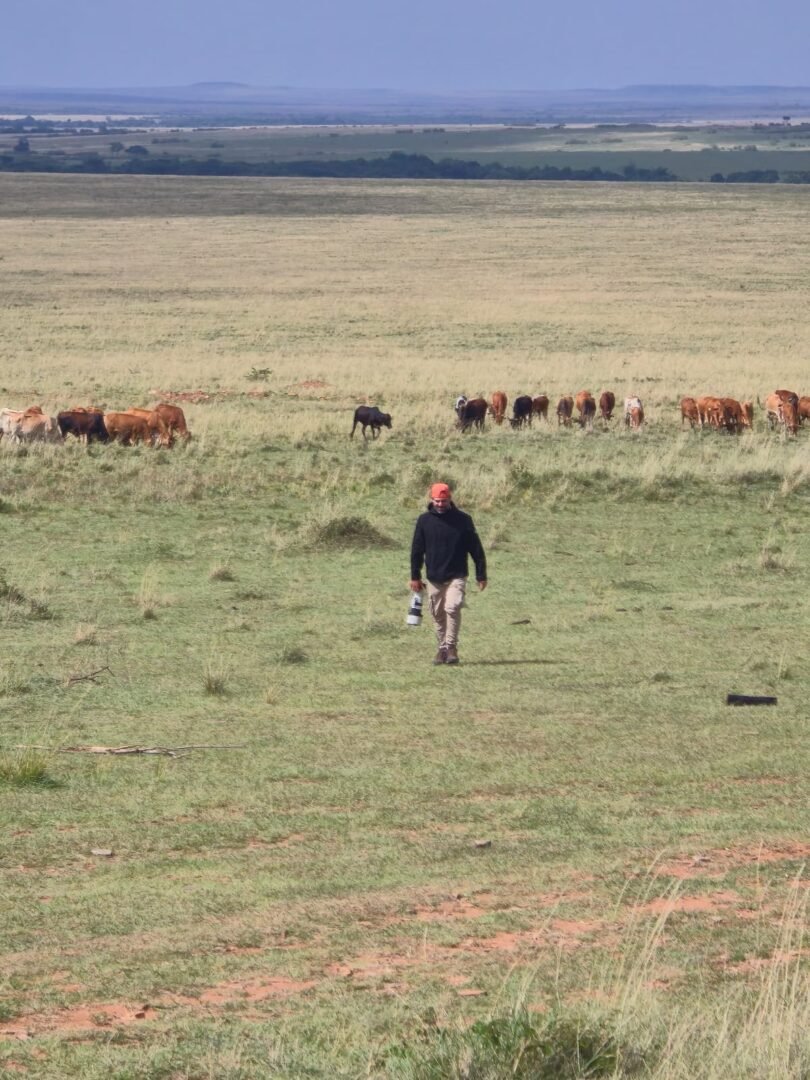 The dry seasons, typically from December to February and June to September, are considered the best time for chimpanzee tracking and forest exploration.
