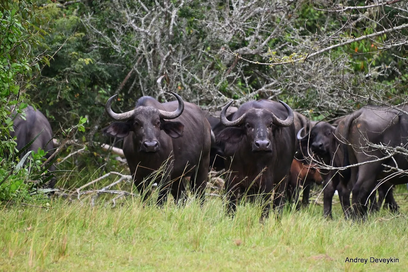 Buffaloes in Akagera National Park