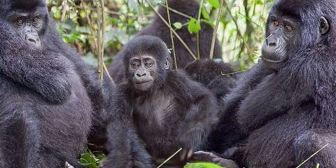 Gorilla trekking in Bwindi Impenetrable National Park