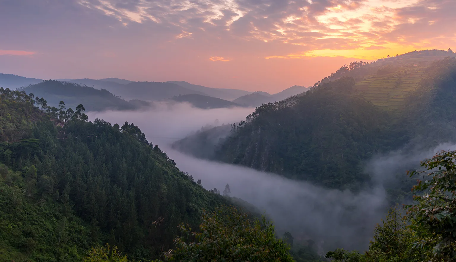 Bwindi Impenetrable National Park is one of the world’s premier destinations for gorilla trekking. Guests experience