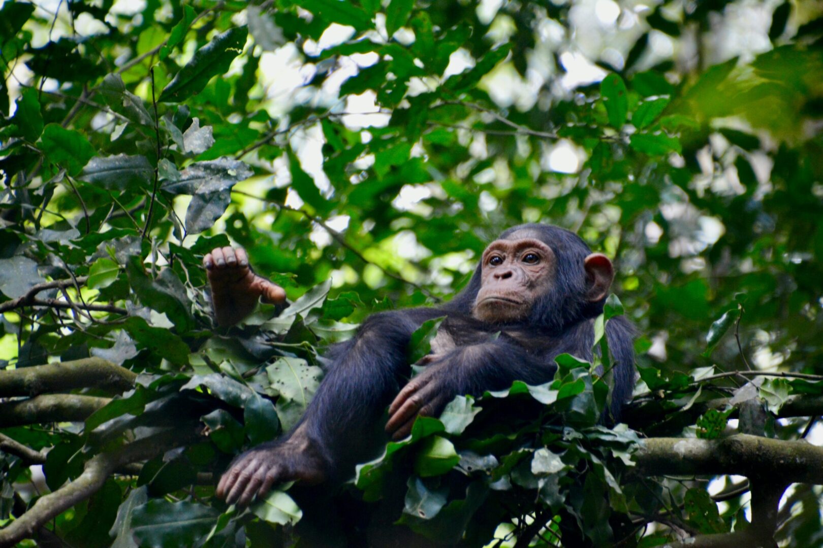 Best Time to See Chimpanzees in Uganda

