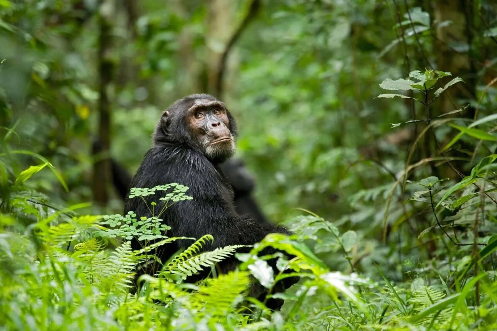 Best Places to See Chimpanzees in Uganda
