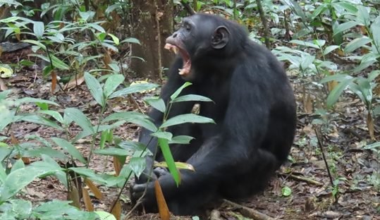 Chimpanzees in Uganda and the Truth Behind the Kibale Civil War