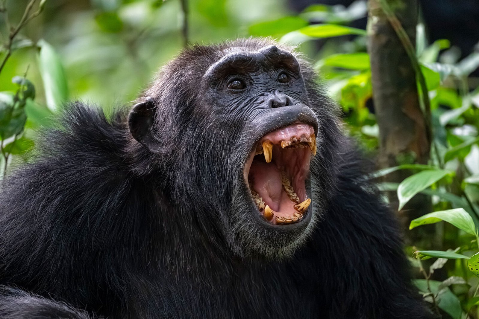 Chimpanzees in Uganda and What It Means for Visitors