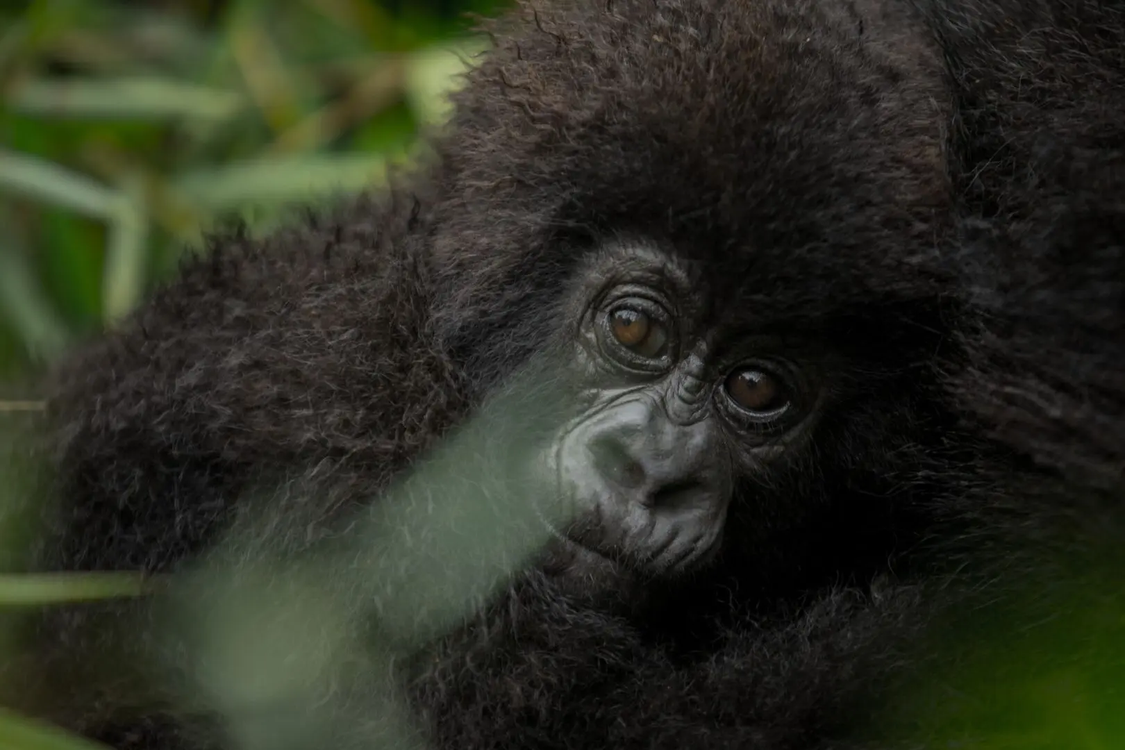 Easiest gorilla group to trek in Rwanda